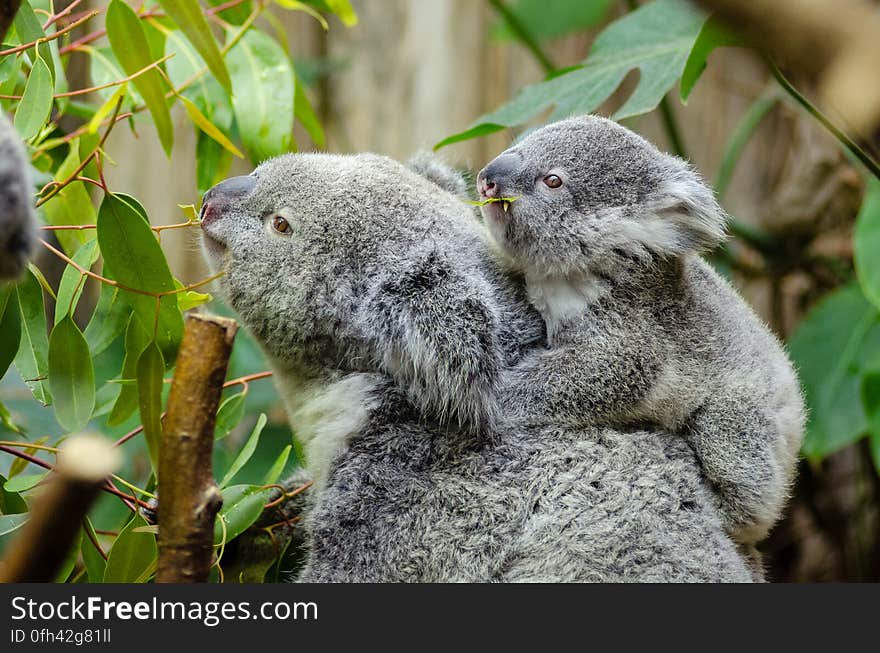 Koala Bear With Baby on Back