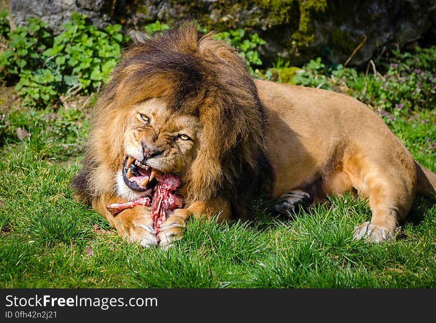 Brown Lion Eating Meat