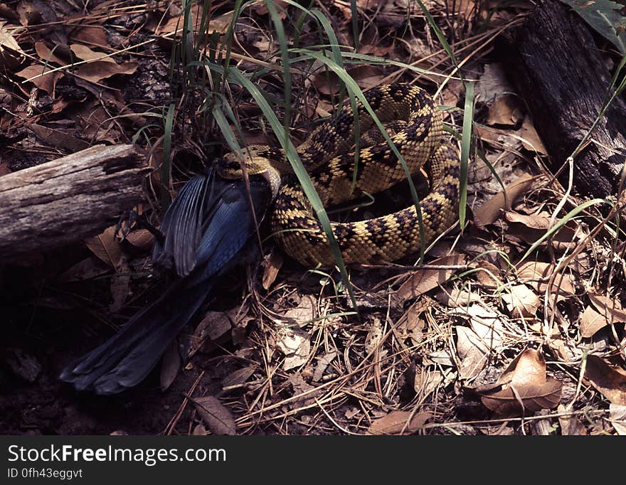 Brown and Black Python on Ground