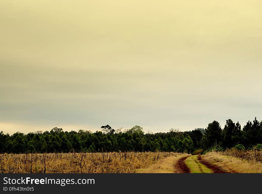 Green Tall Trees