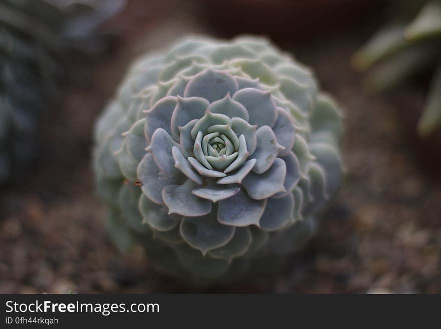 Selective Focus Photography of Grey Petaled Flower