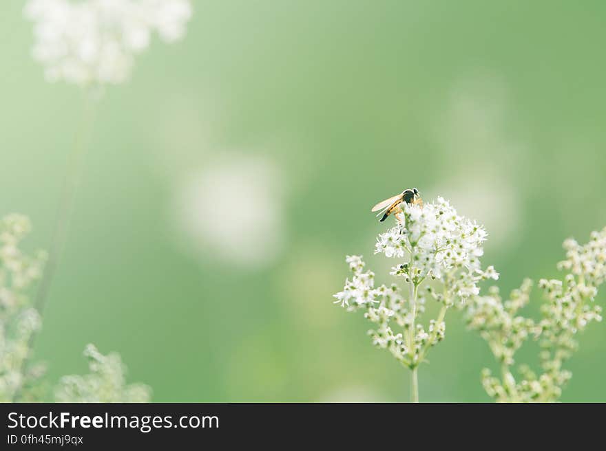 Black and Orange Winged Insect Pearch on Baby&#x27;s Breath