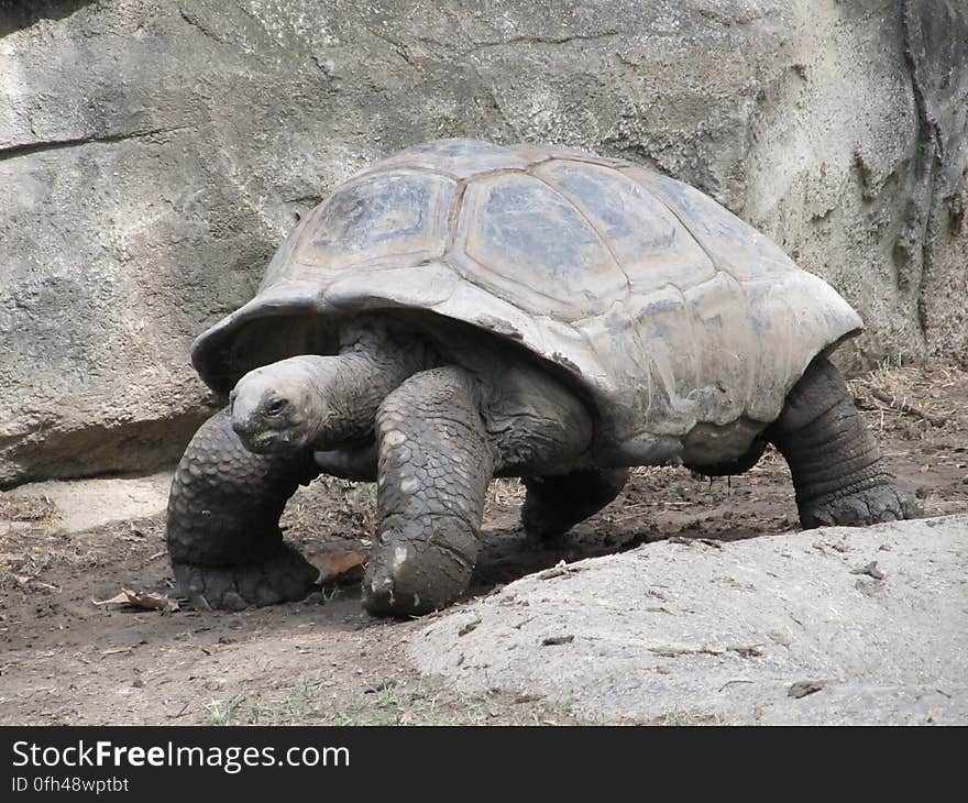 Black Tortoise Standing