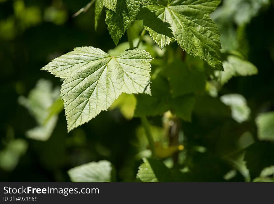 Green Leaf Plant