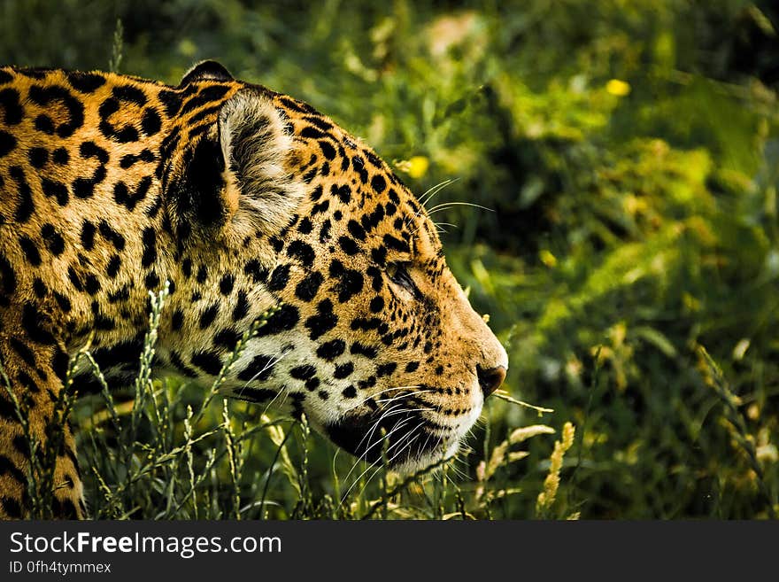 A leopard walking in the grass. A leopard walking in the grass.