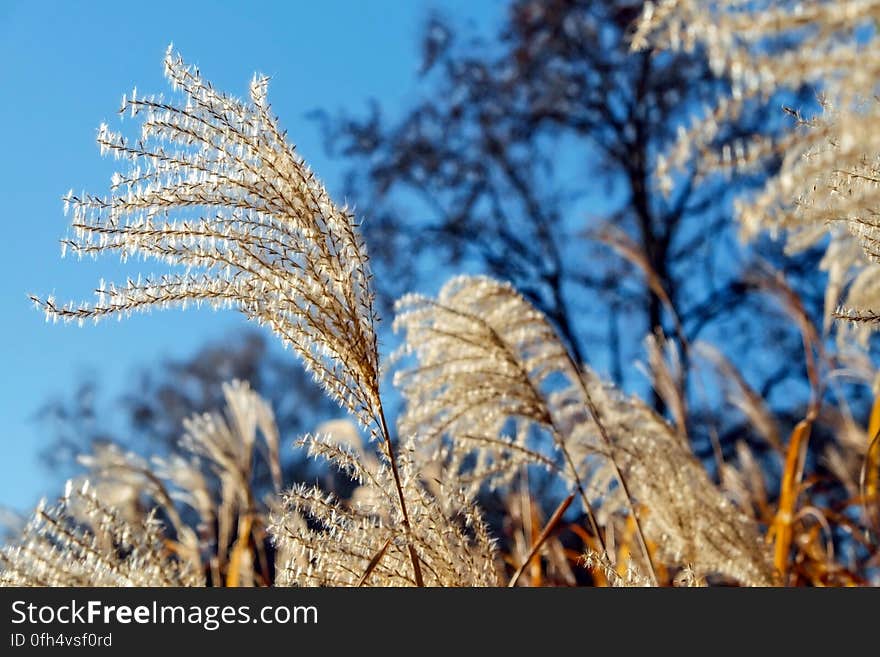 Low Angle View of Plants Against Sky