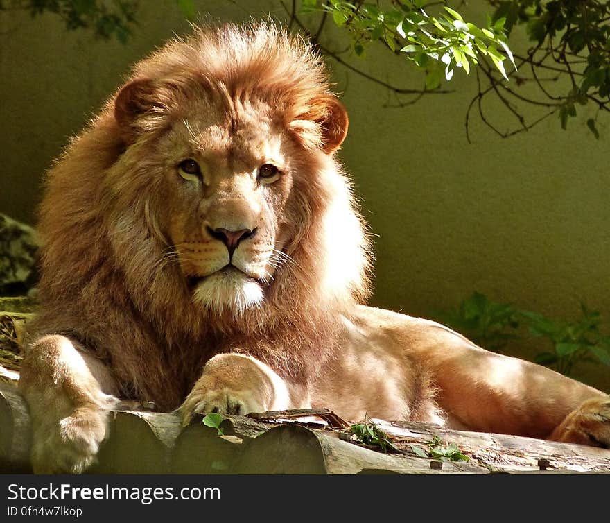 Close-up Portrait of Lion