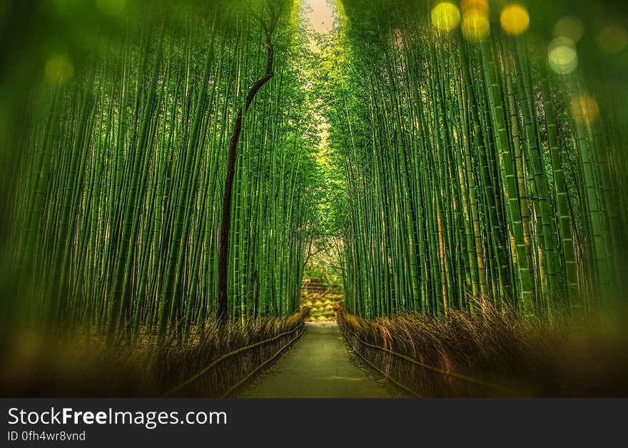 Scenic View of Bamboo Trees