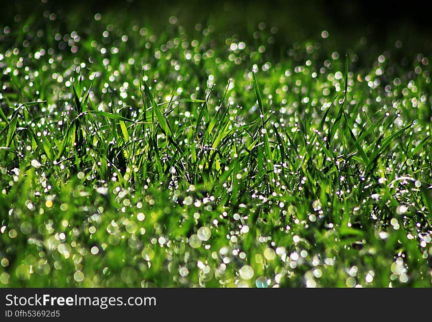 Background created by a closeup of grass with a heavy dew on it and using selective focus so that only one line of shoots is sharp and the rest are blurred. Background created by a closeup of grass with a heavy dew on it and using selective focus so that only one line of shoots is sharp and the rest are blurred.