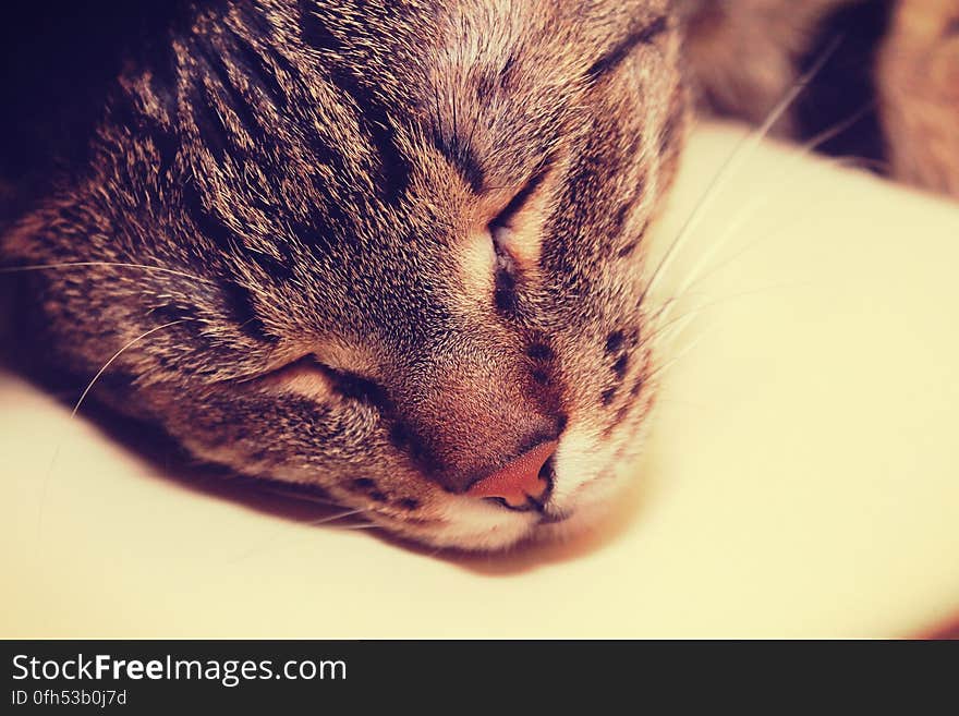 A close up of a sleeping cat.