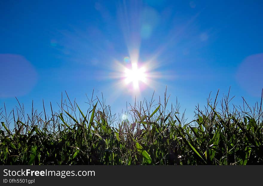 Sun shining in blue sky with green grass in foreground. Sun shining in blue sky with green grass in foreground.