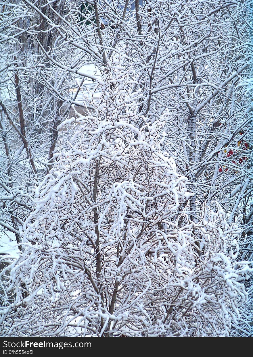 Textured background of snow covered trees in the grip of a cold Winter.