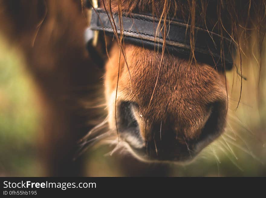 Close-up of Horse Nose