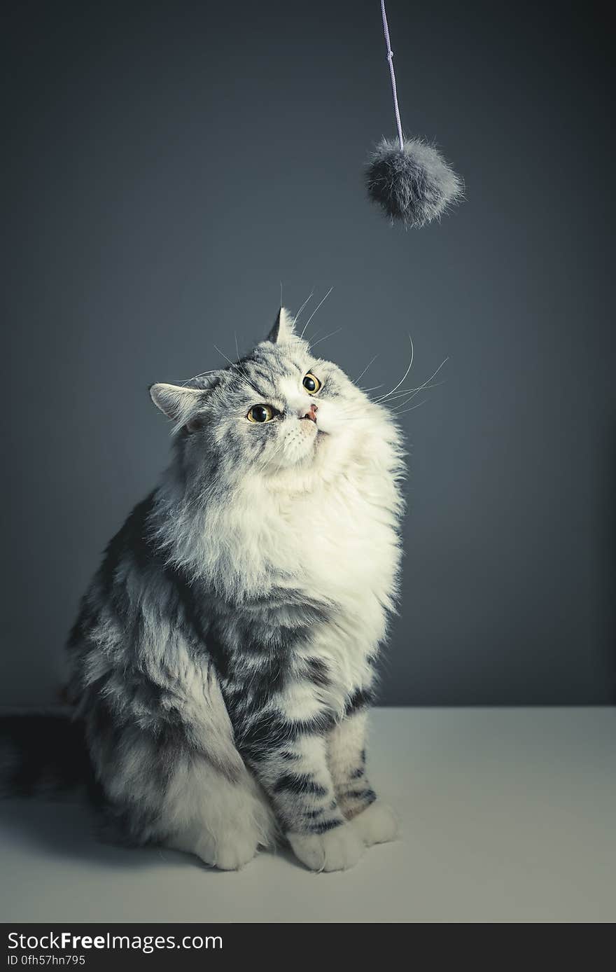 A fluffy cat looking at a hanging string toy. A fluffy cat looking at a hanging string toy.