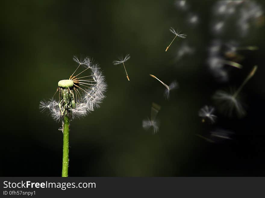 A dandelion flower with the seeds blowing off in to the wind. A dandelion flower with the seeds blowing off in to the wind.