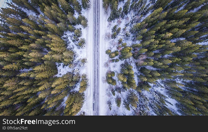 High Angle View of Trees Against Sky