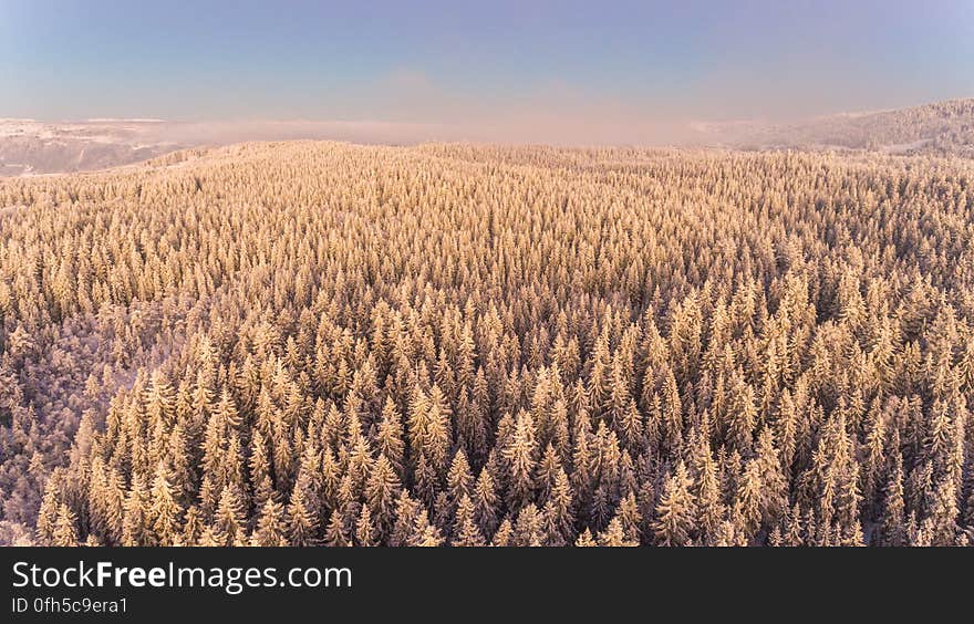 Close-up of Plants on Landscape Against Sky during Sunset