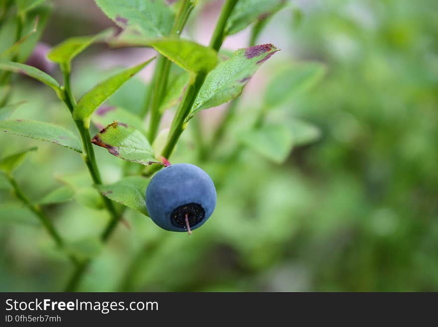 Close-up of Fruit Growing on Branch