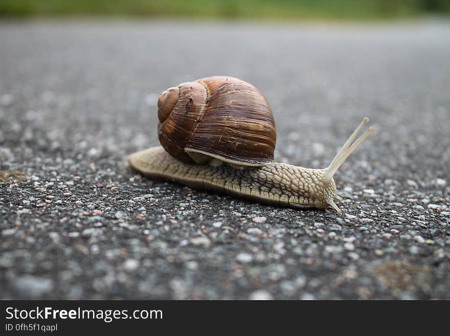 Close-up of Snail on Ground