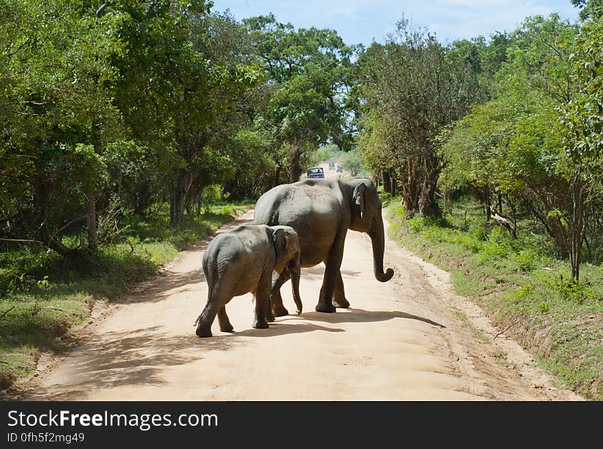 Elephant Walking