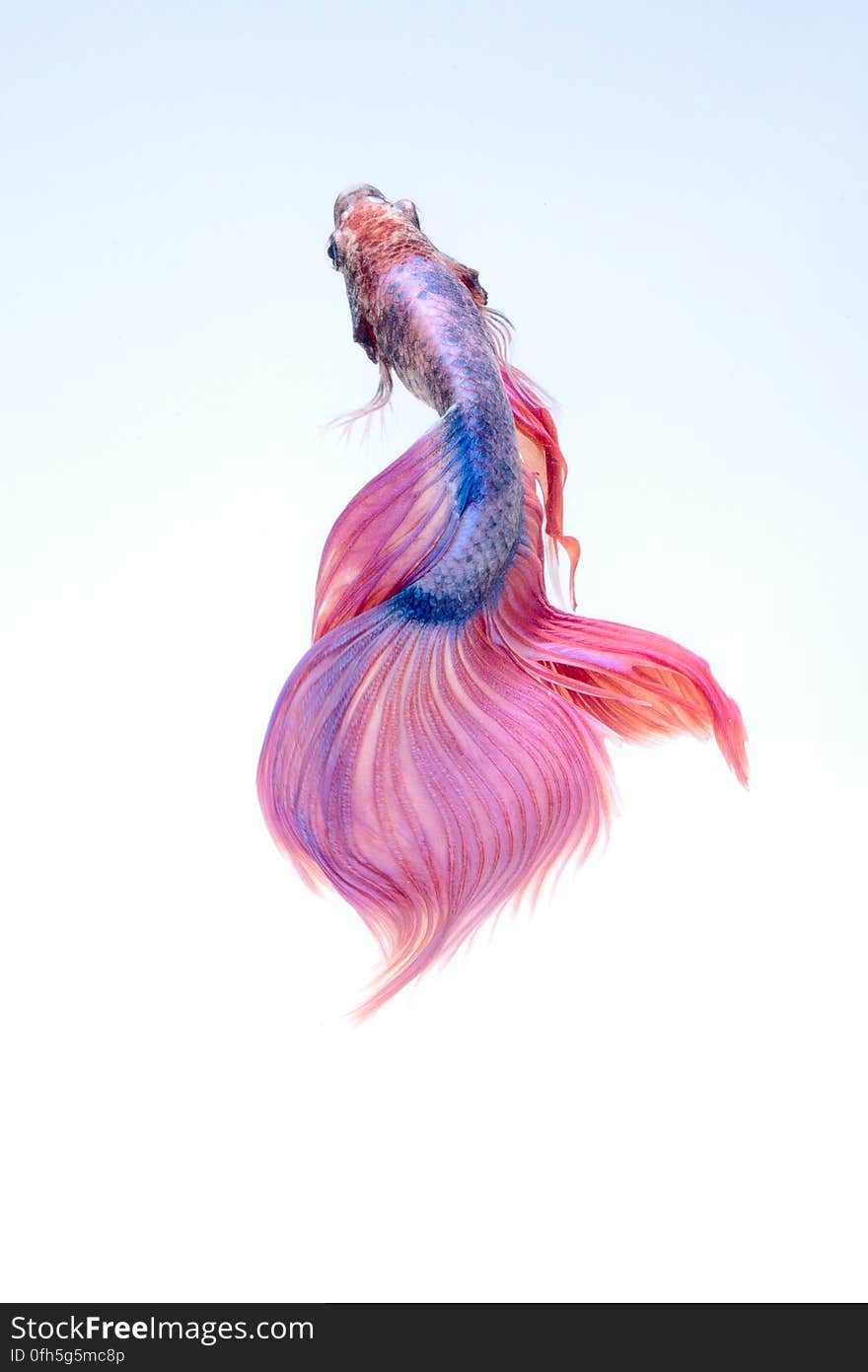 Close-up of a Siamese Fighting Fish