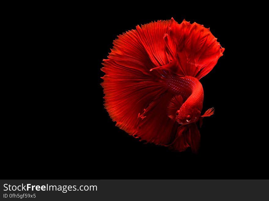 Close-up of a Red Siamese Fighting Fish