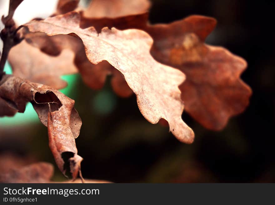 Close-up View of Dry Leaves