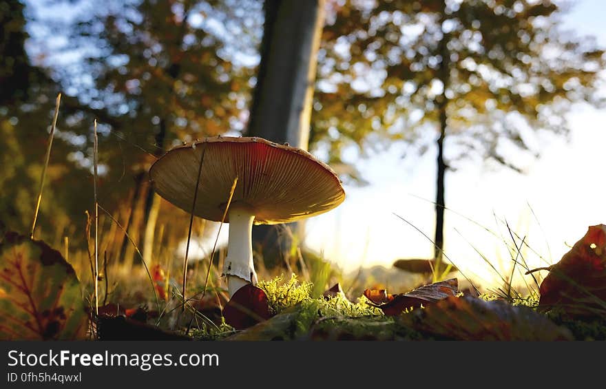 Close-up of Mushroom Growing on Field