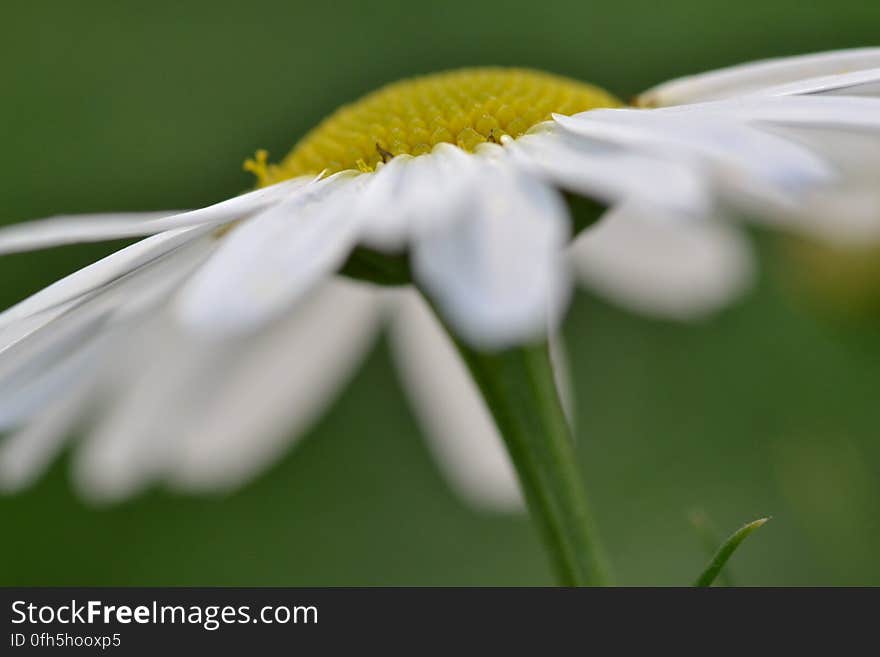 Close-up of White Flower