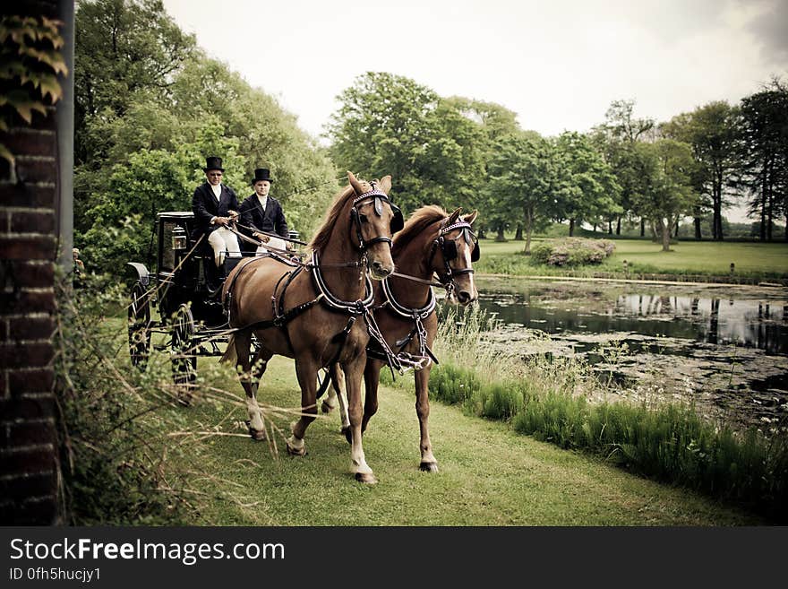 Horses in Park