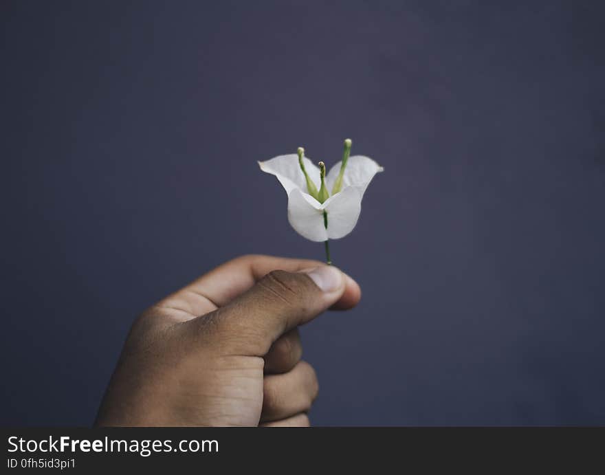 Close-up of Hand Holding Flower over Black Background