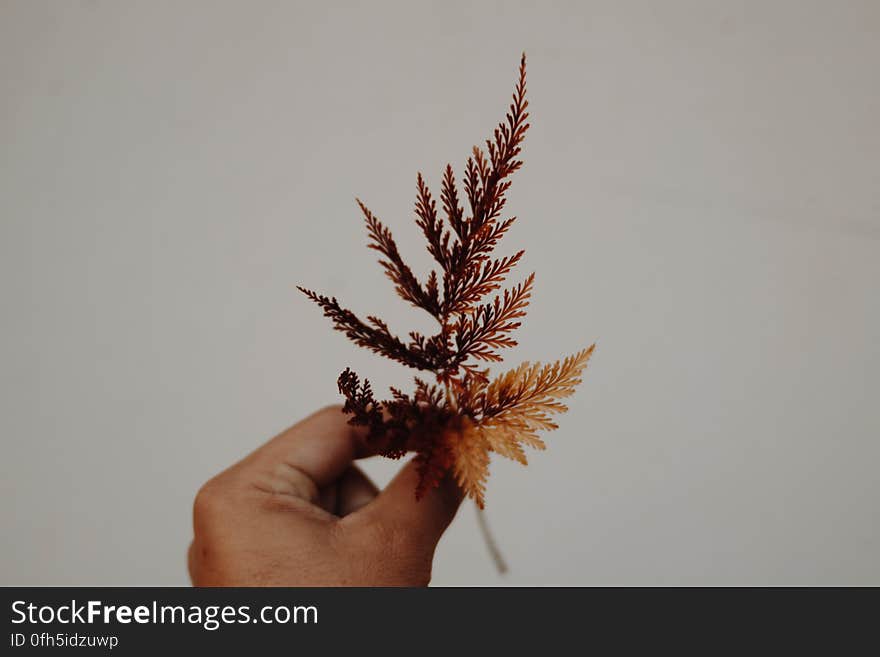 Close-up of Hand Holding Plant