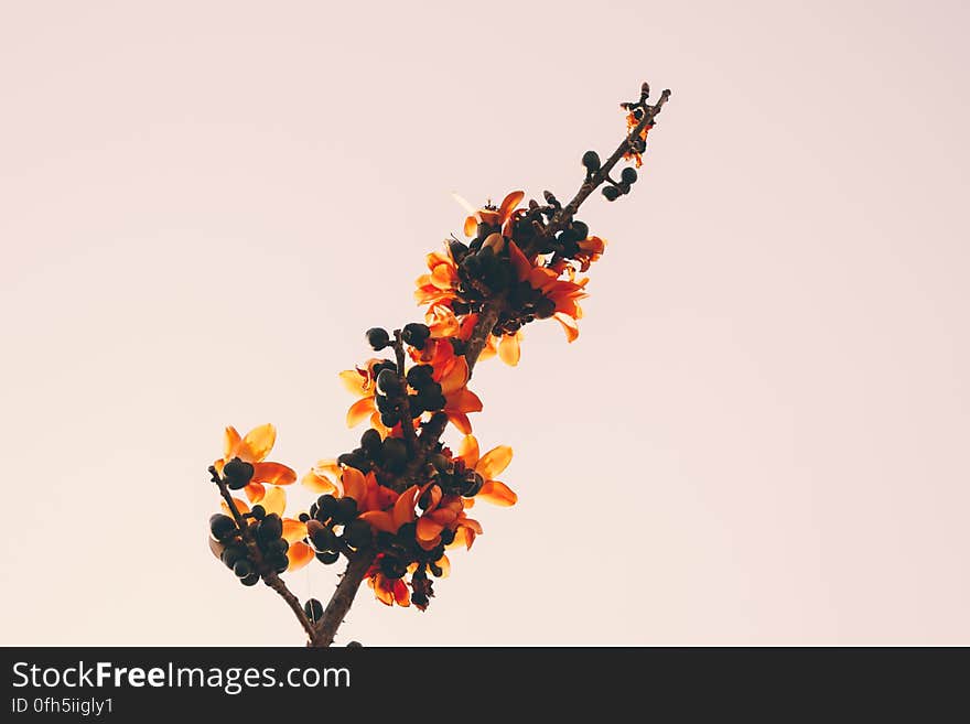 Close-up of Orange Flowers