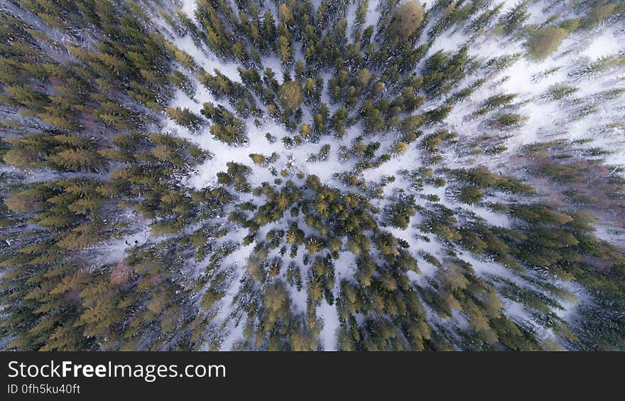 Illustrated aerial view of an evergreen forest in winter.