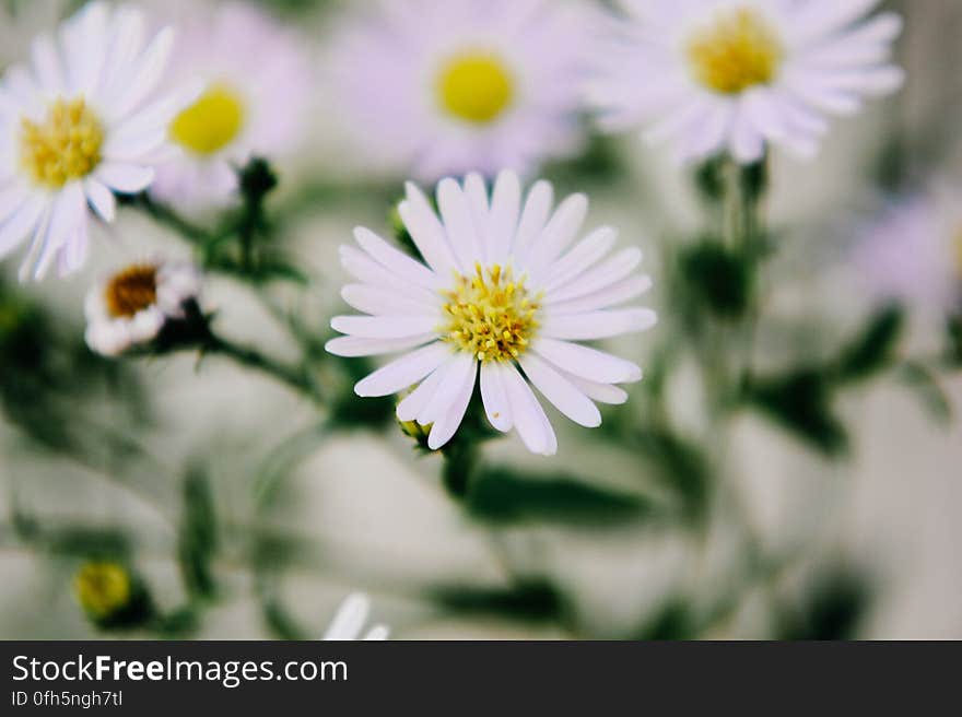 Close-up of White Flowers