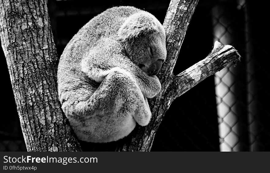 A black and white close up of a koala sleeping in a tree. A black and white close up of a koala sleeping in a tree.