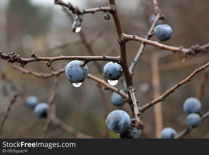 White Round Fruit