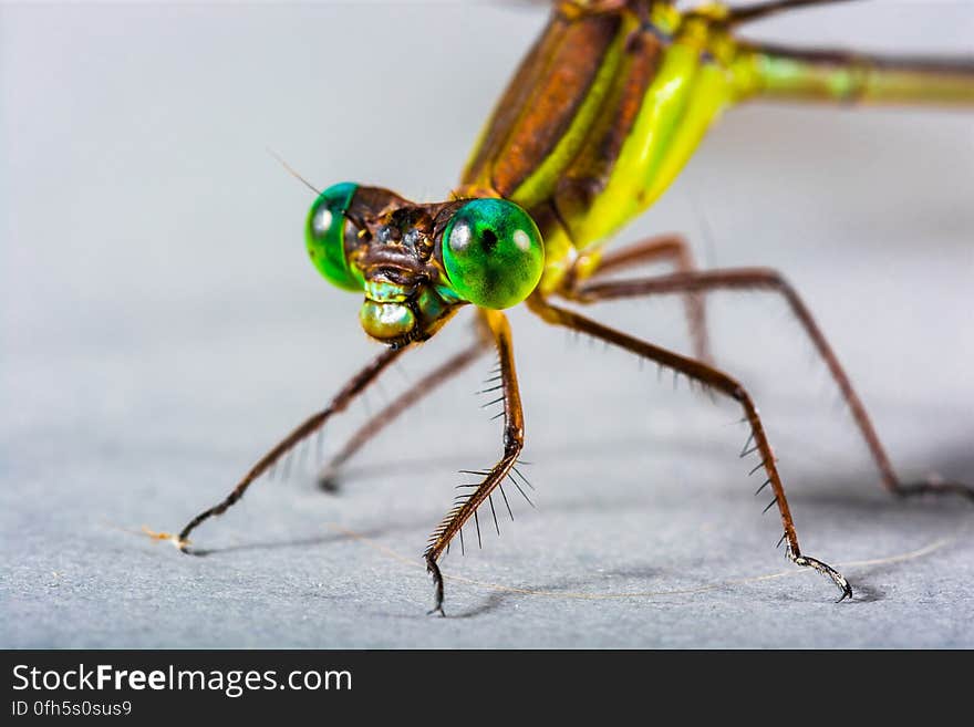 Brown and Green Dragonfly