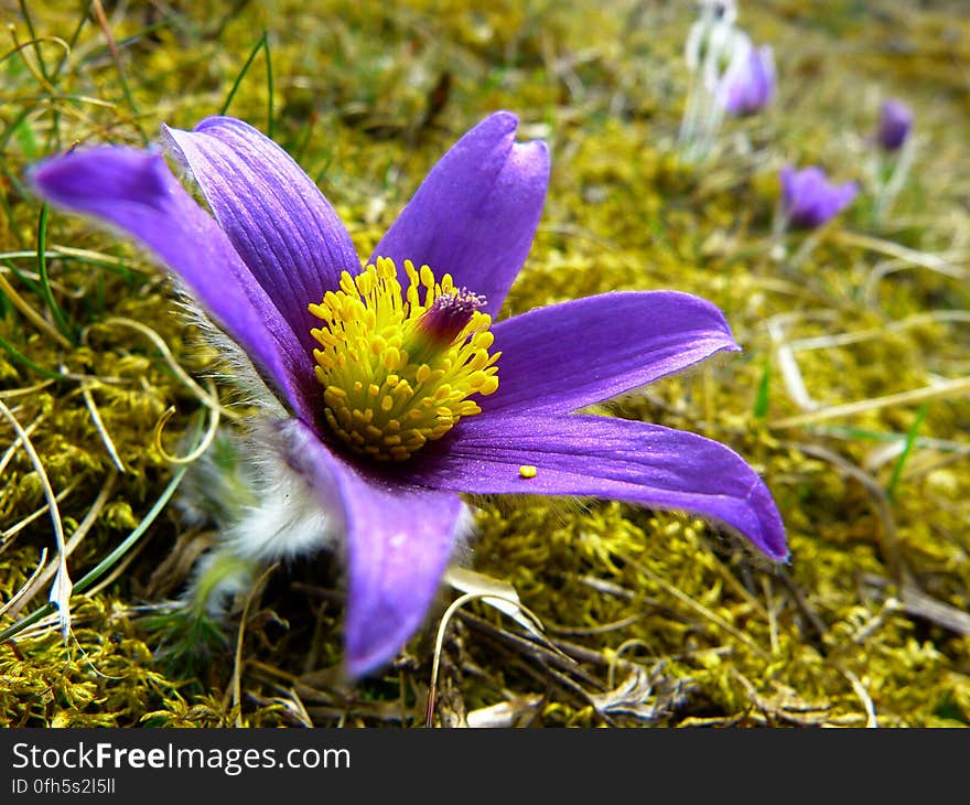 Purple and Yellow Flower