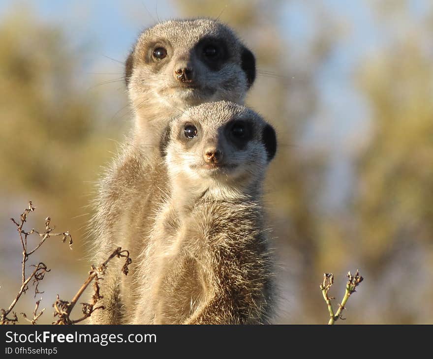 Brown and Gray Meerkat in Macro Photography