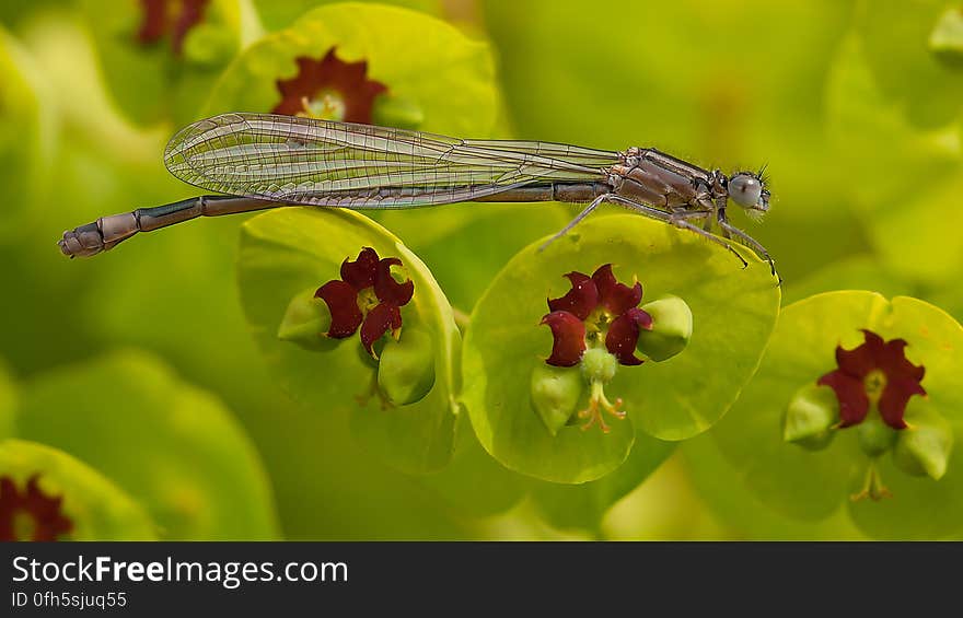 Gray Dragonfly on Green and Maroon Leaf in Tilt Shift Lens