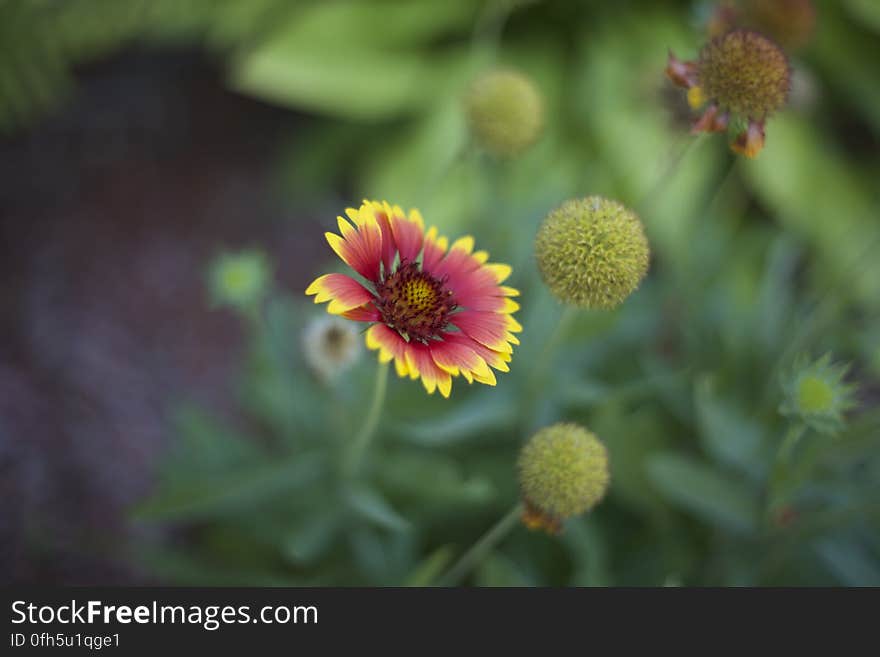 Red and Yellow Multi Petal Flower