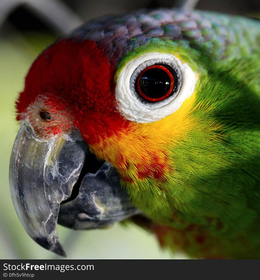 Close Up Photo of Green Red and Yellow Bird