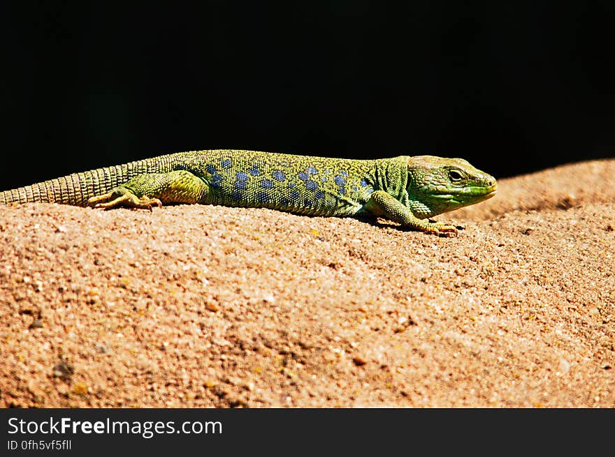 Green and Black Lizard