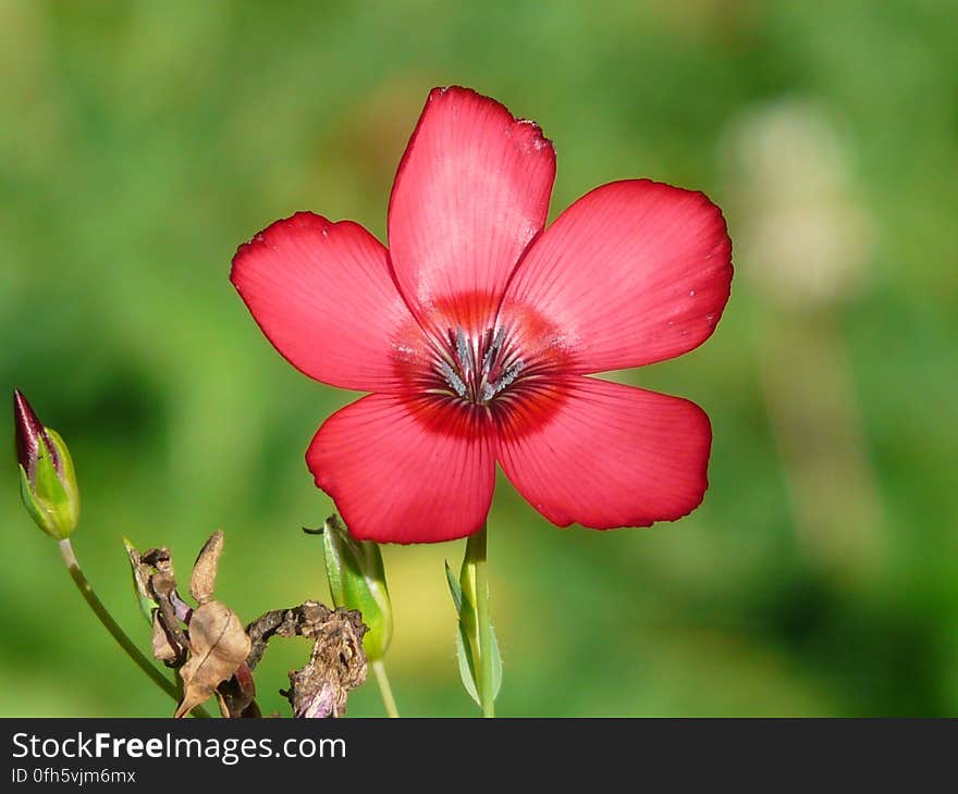 Close Photography of Red 5 Petaled Flower in Bloom during Daytime