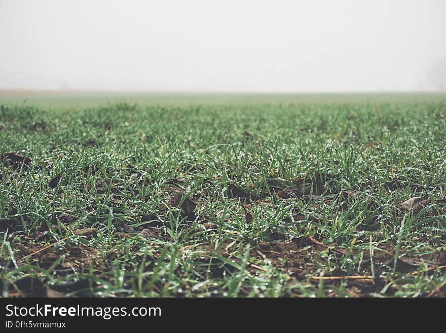 A farmland in fog with new crops pushing up from the soil.