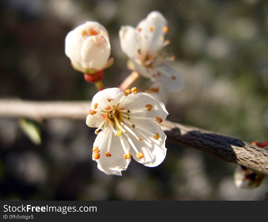 White 4 Petaled Flowers