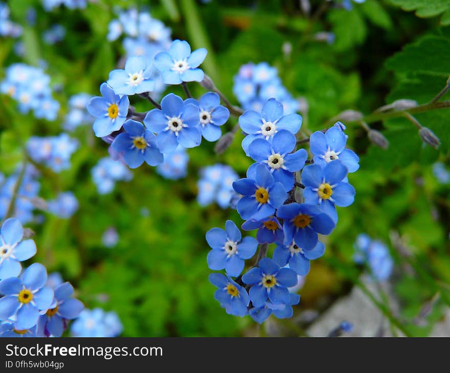 Blue 5 Petaled Flowers