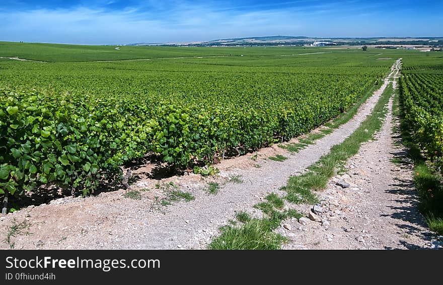 These are the vineyards of Moët & Chandon in Verzenay, Champagne, France. You can see the chalky soil that makes this area one of the best in the world for growng grapes. These are the vineyards of Moët & Chandon in Verzenay, Champagne, France. You can see the chalky soil that makes this area one of the best in the world for growng grapes.