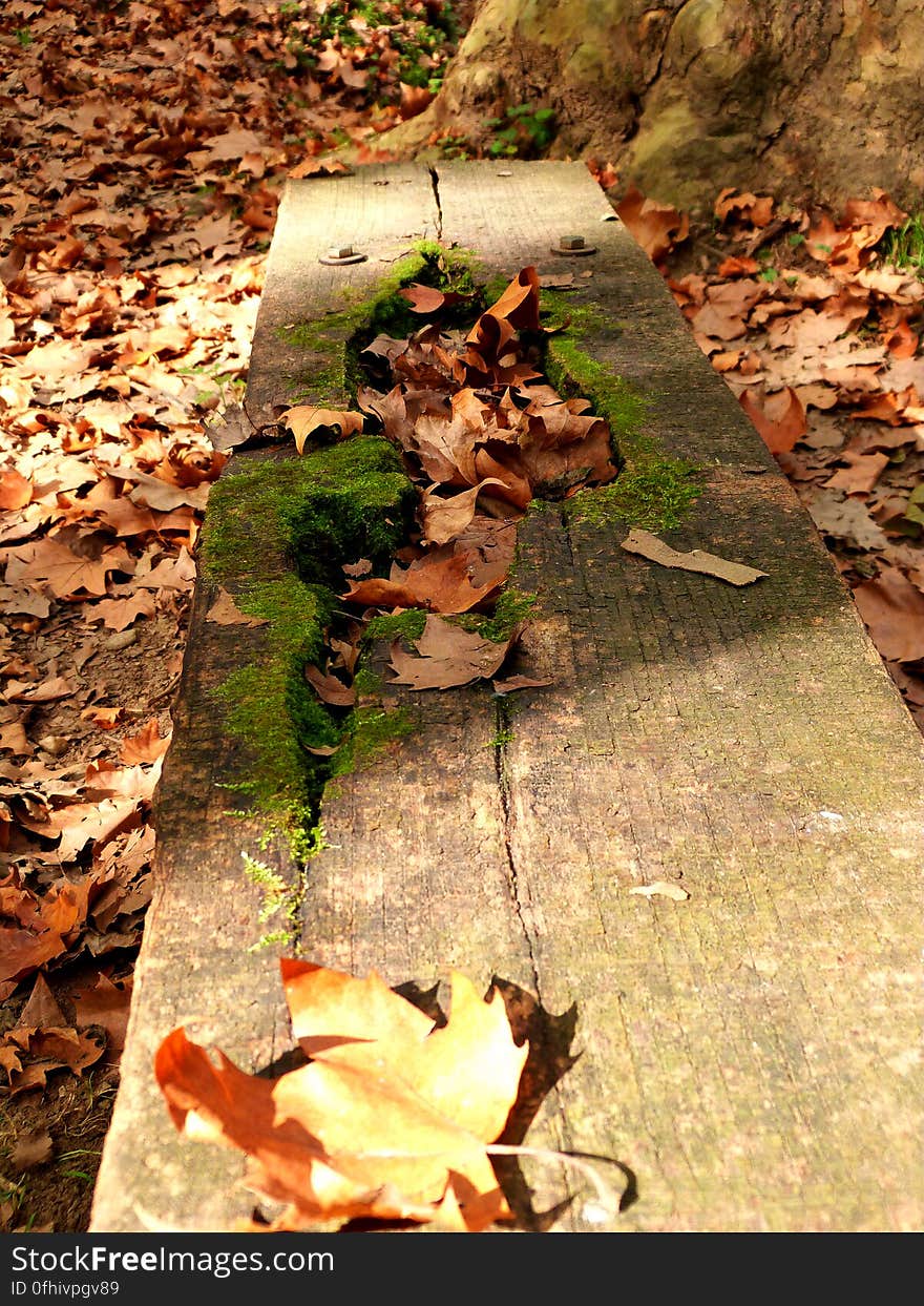 Went to my favorite mountain for an autumn hike today. The Montseny is such a magical place. Went to my favorite mountain for an autumn hike today. The Montseny is such a magical place.